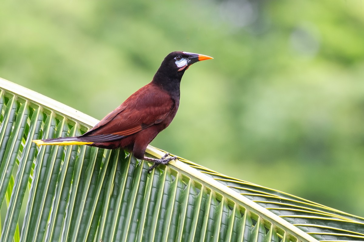 Montezuma Oropendola - ML620291172