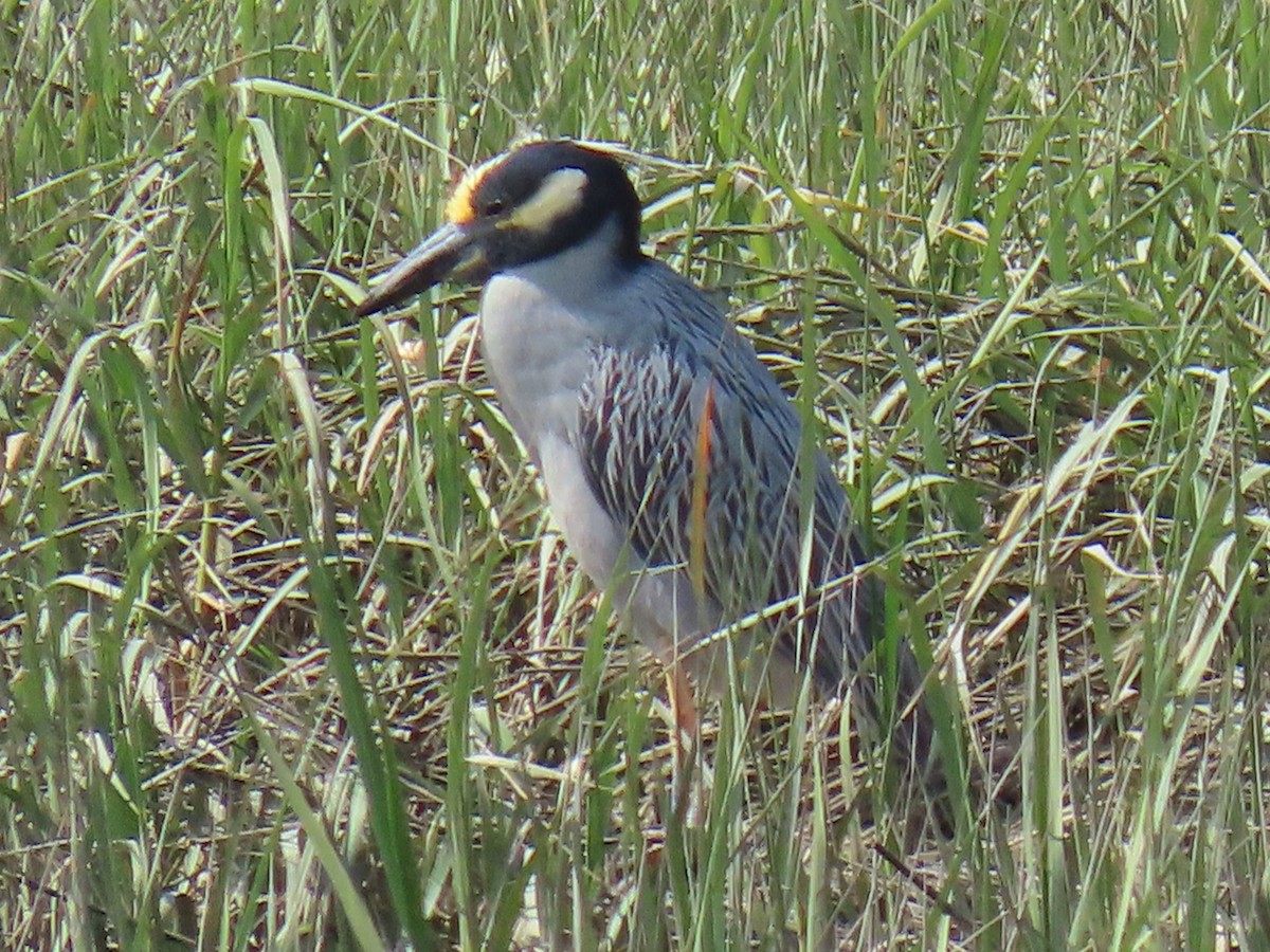 Yellow-crowned Night Heron - ML620291184