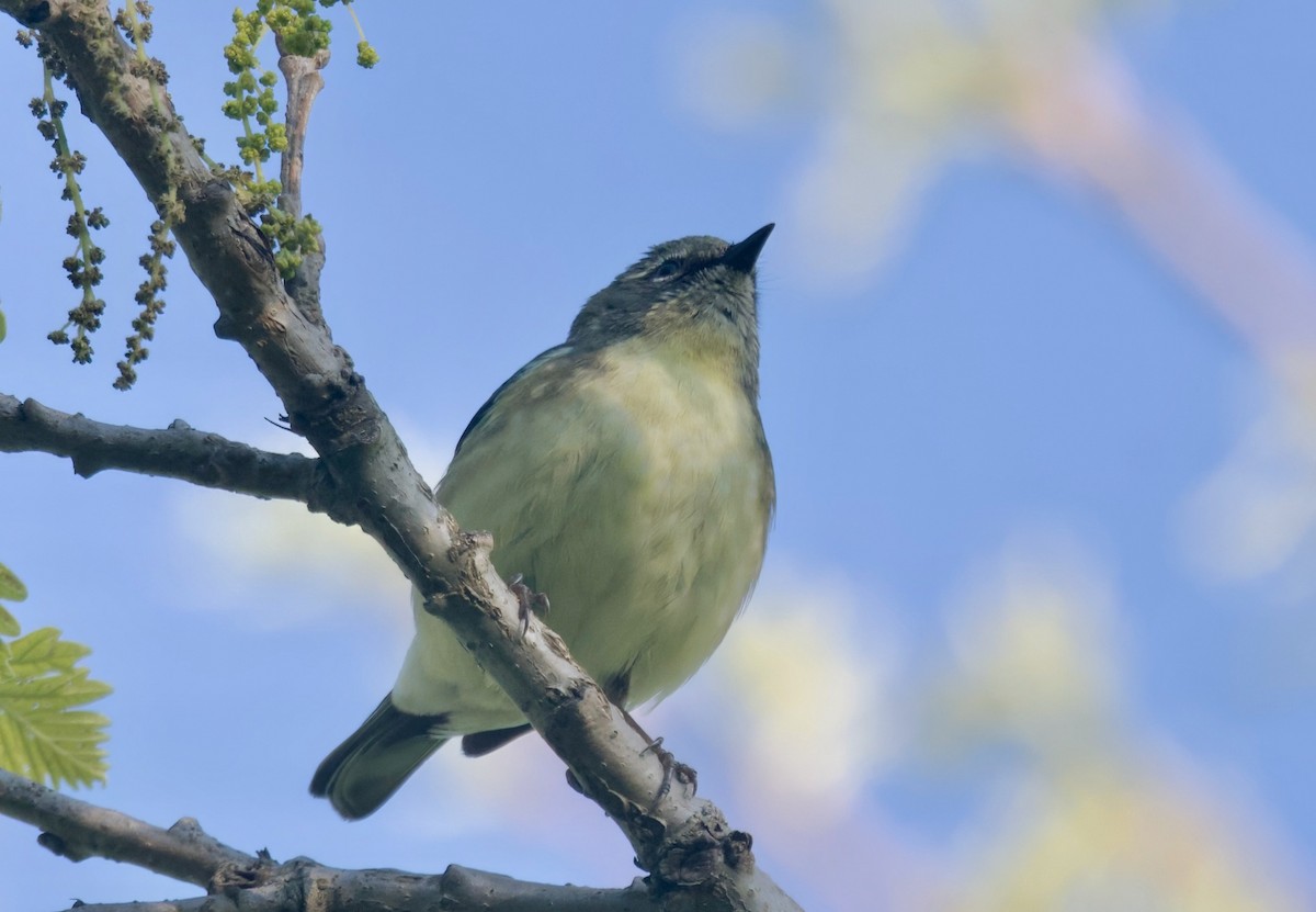 Black-throated Blue Warbler - ML620291186