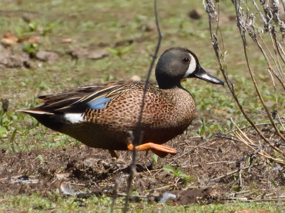 Blue-winged Teal - ML620291187