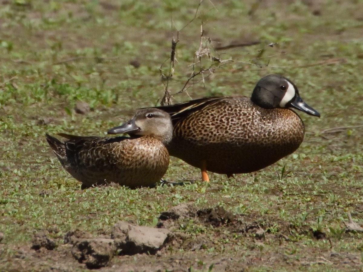Blue-winged Teal - ML620291188