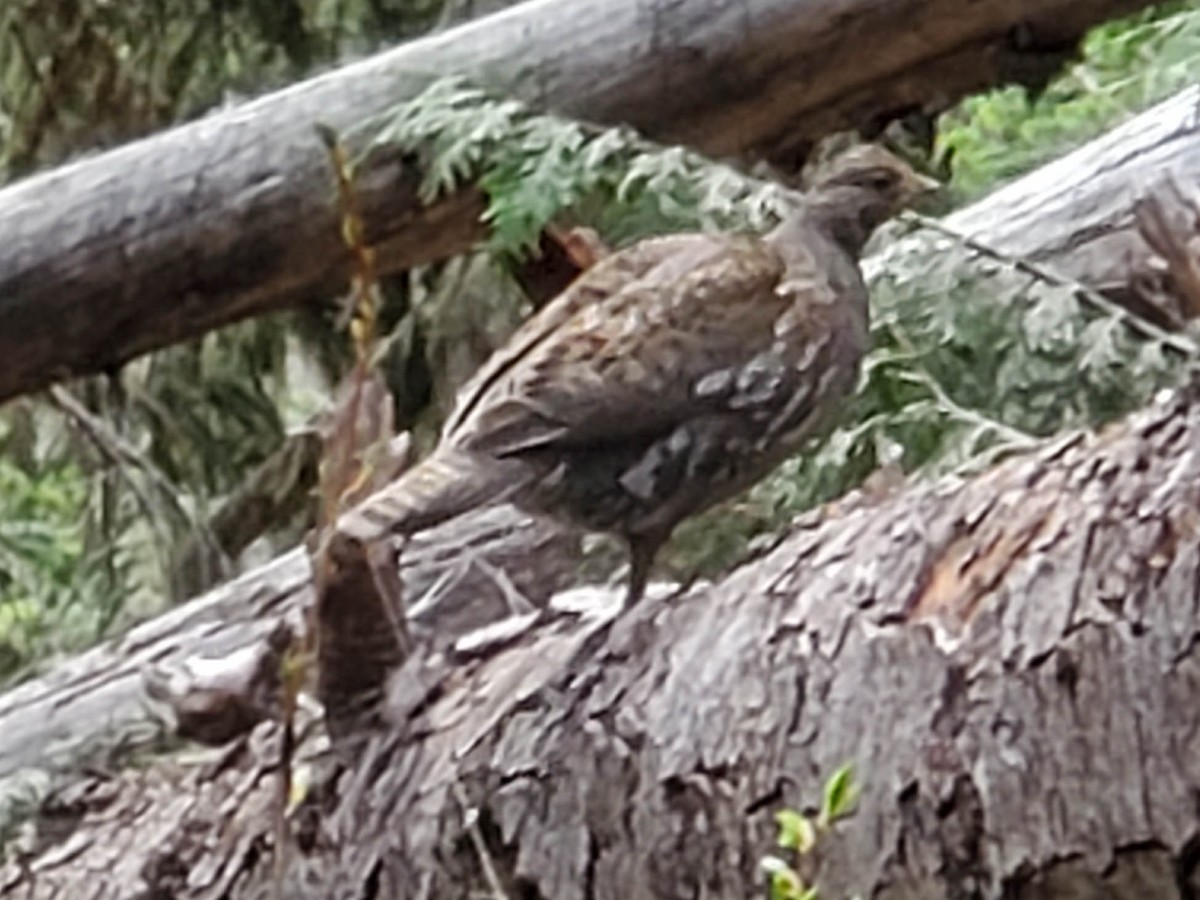 Sooty Grouse - ML620291191