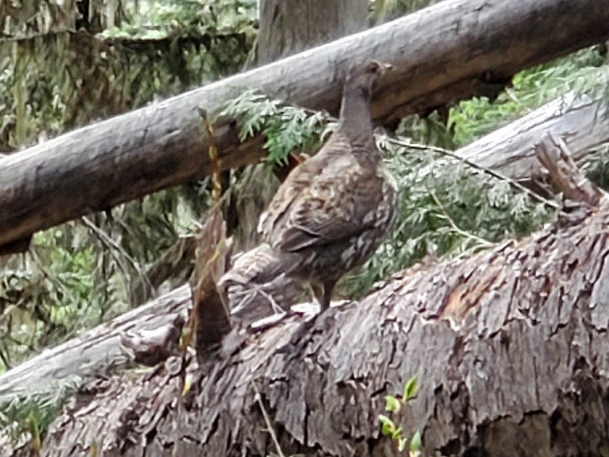 Gallo Fuliginoso - ML620291192