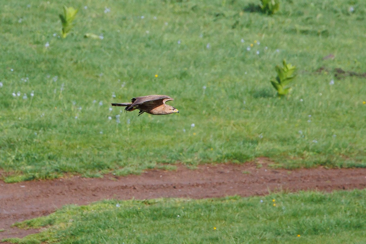 Common Buzzard (Steppe) - ML620291193