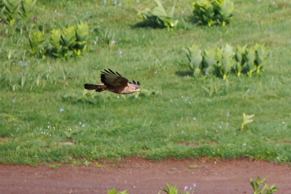 Mäusebussard (vulpinus/menetriesi) - ML620291194