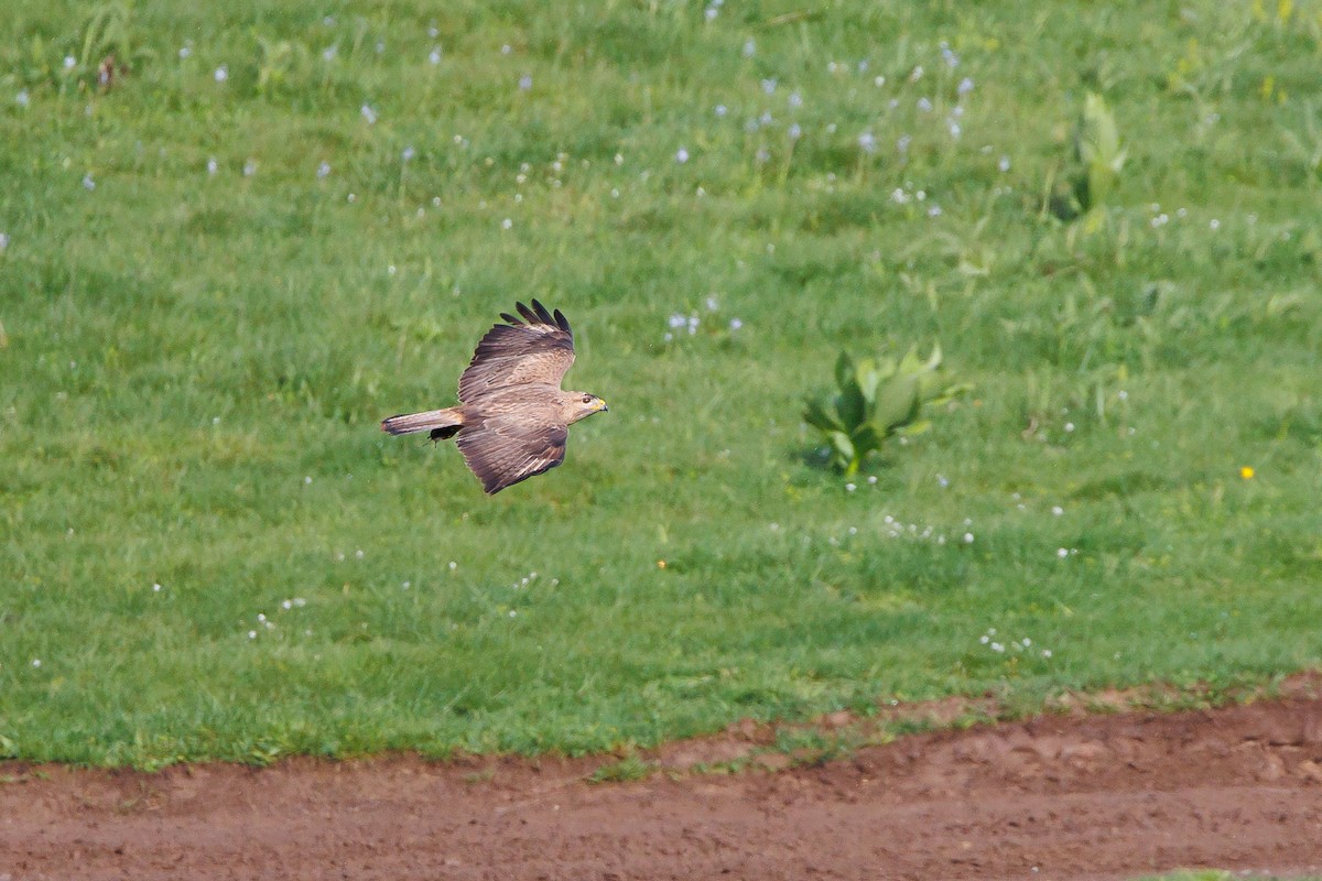 Common Buzzard (Steppe) - ML620291196