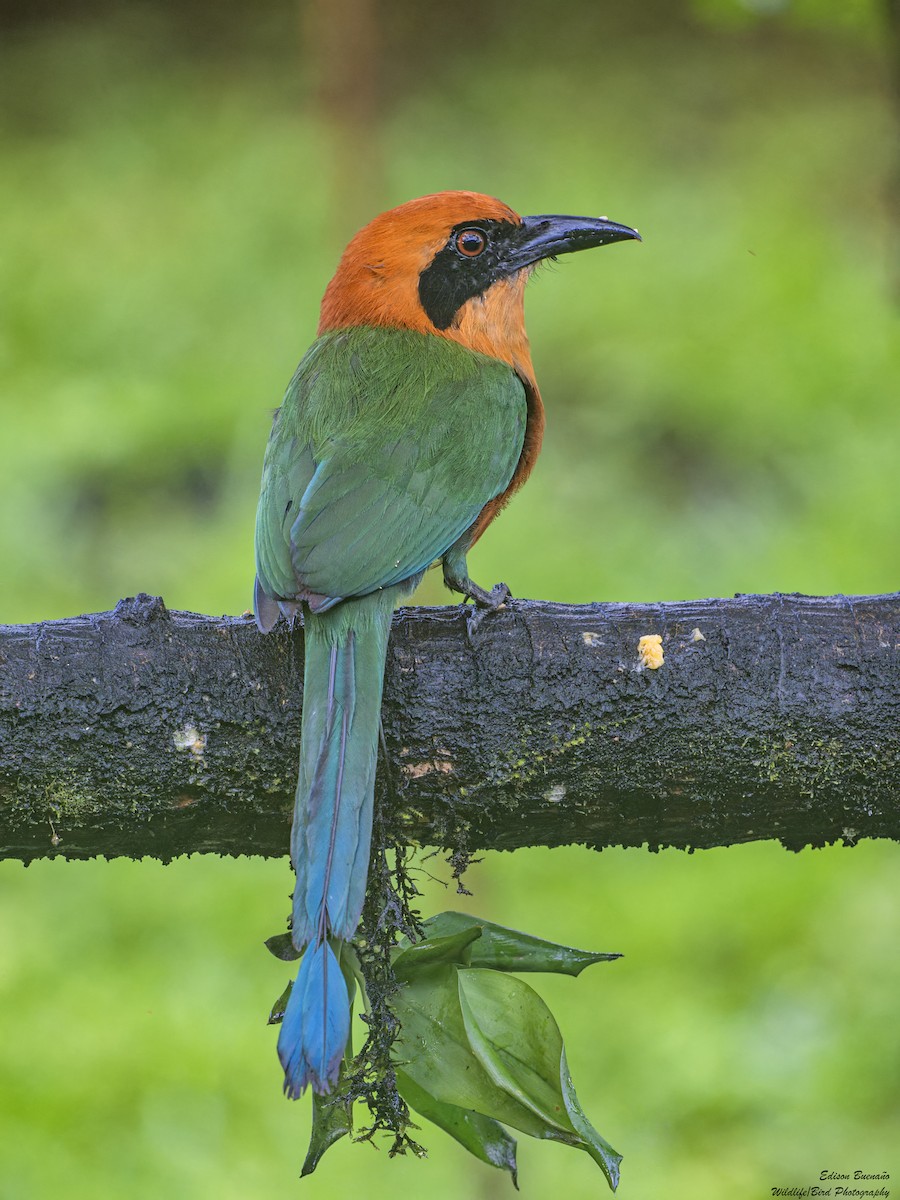 Rufous Motmot - ML620291200