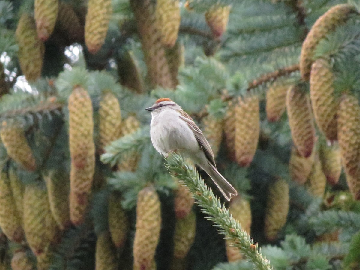 Chipping Sparrow - ML620291202