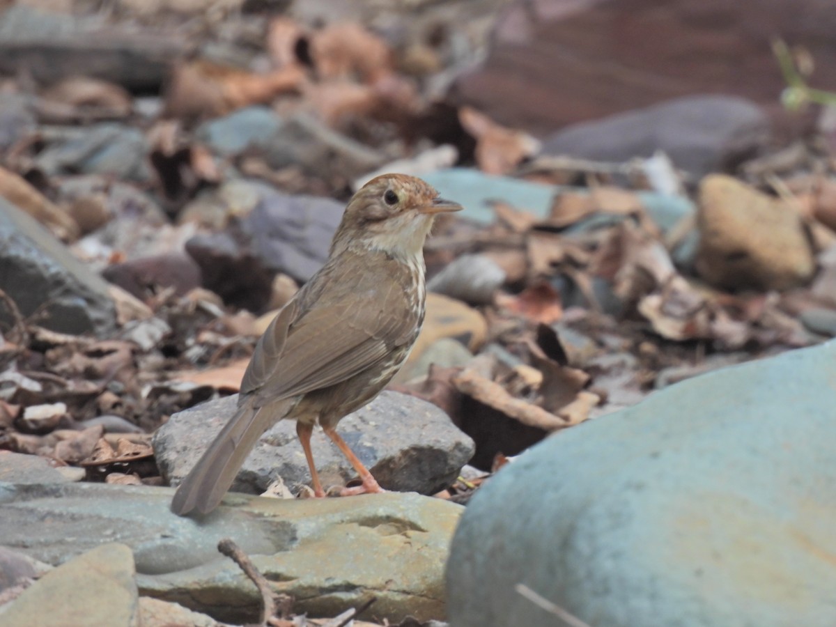 Tordina Pechiestriada - ML620291203