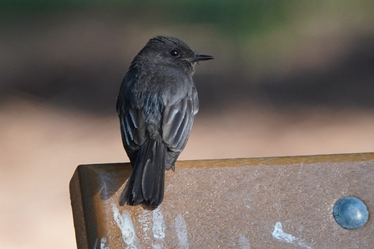 Black Phoebe - ML620291205