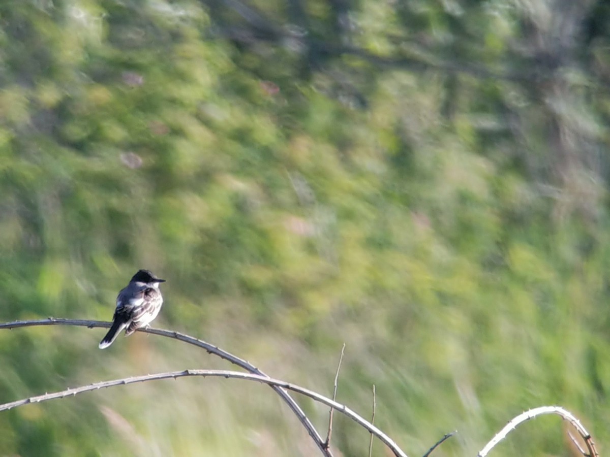 Eastern Kingbird - ML620291206