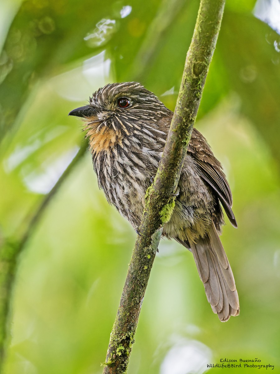 Black-streaked Puffbird - ML620291208