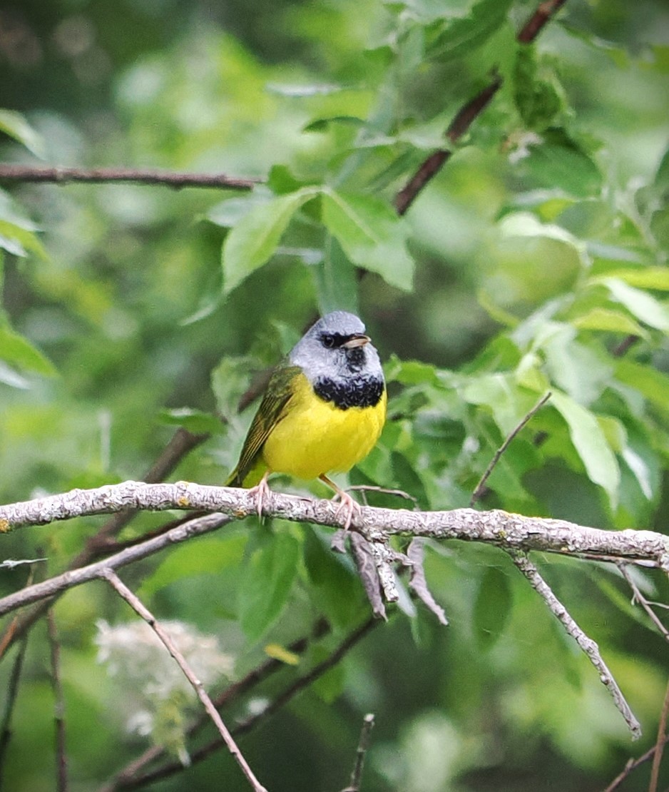 Mourning Warbler - ML620291210