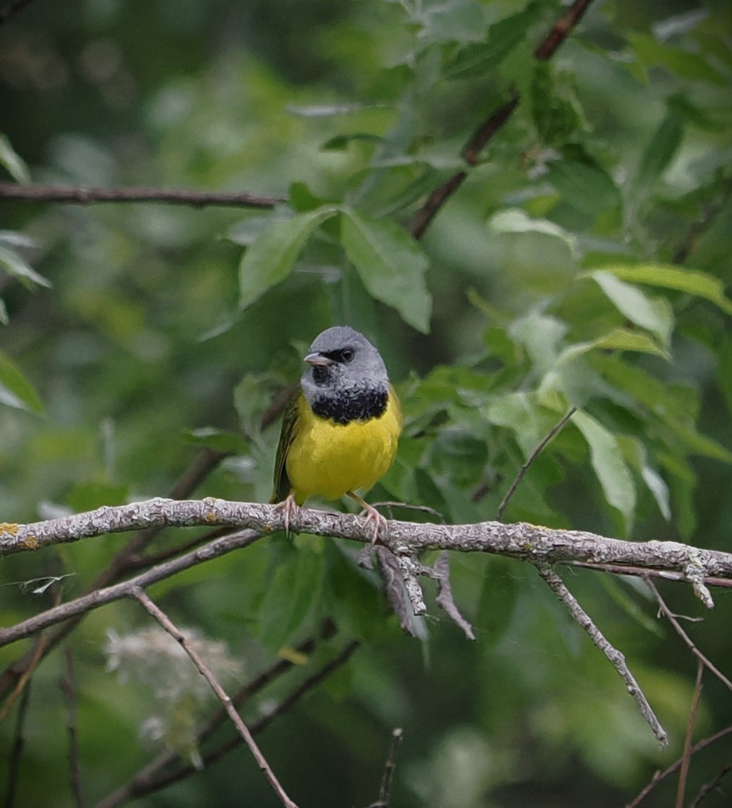 Mourning Warbler - ML620291211