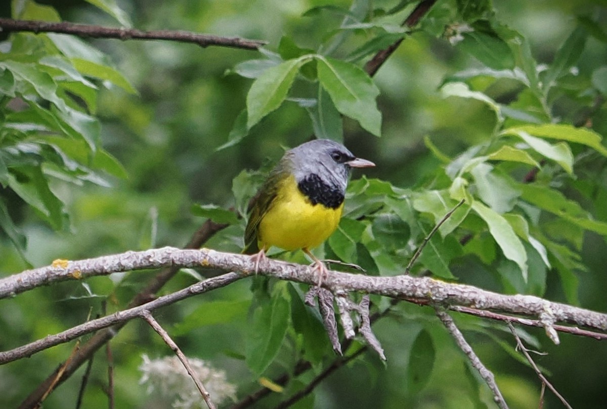 Mourning Warbler - ML620291214