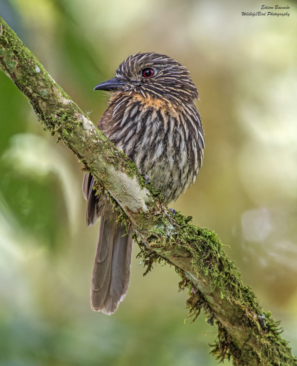 Black-streaked Puffbird - ML620291218