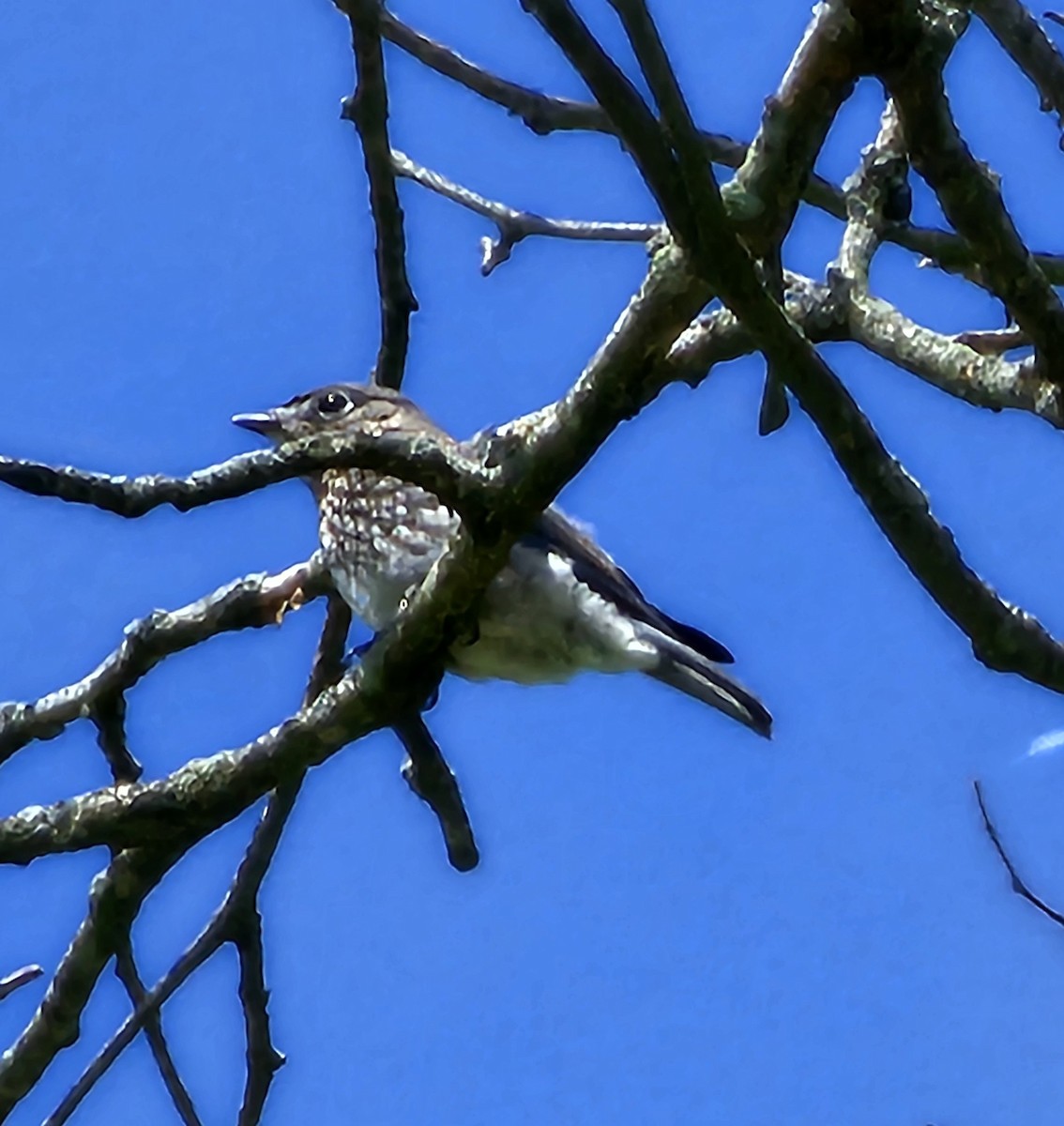 Eastern Bluebird - ML620291219
