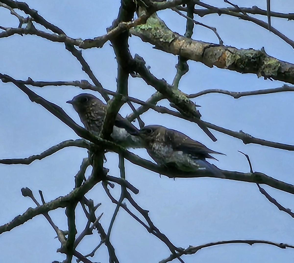 Eastern Bluebird - ML620291220