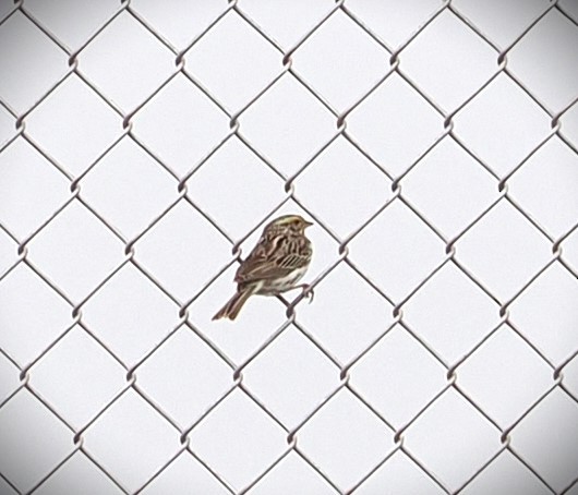 Savannah Sparrow - ML620291221