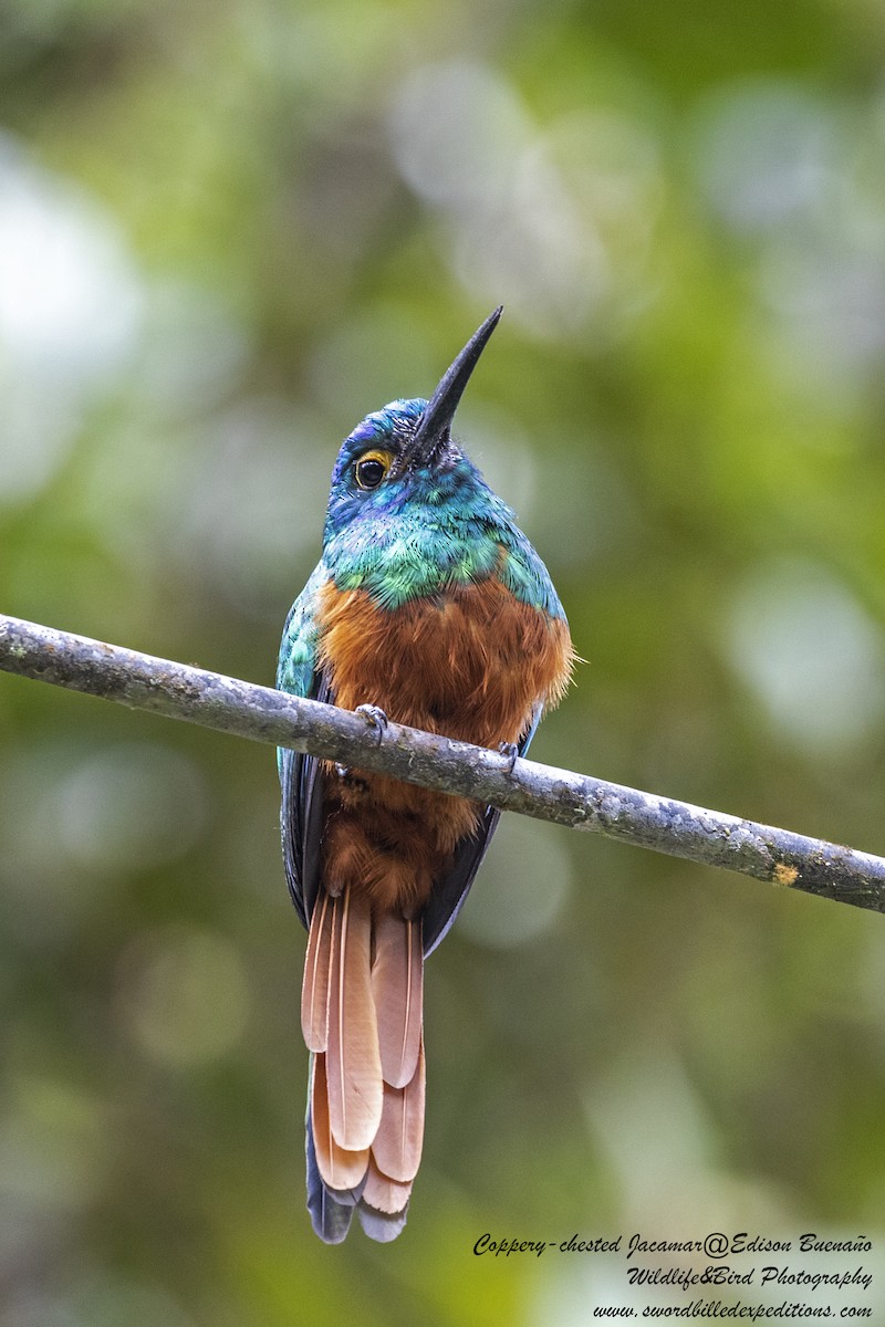 Coppery-chested Jacamar - ML620291222