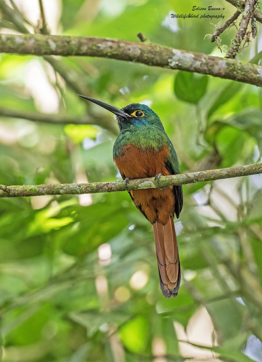 Coppery-chested Jacamar - ML620291224