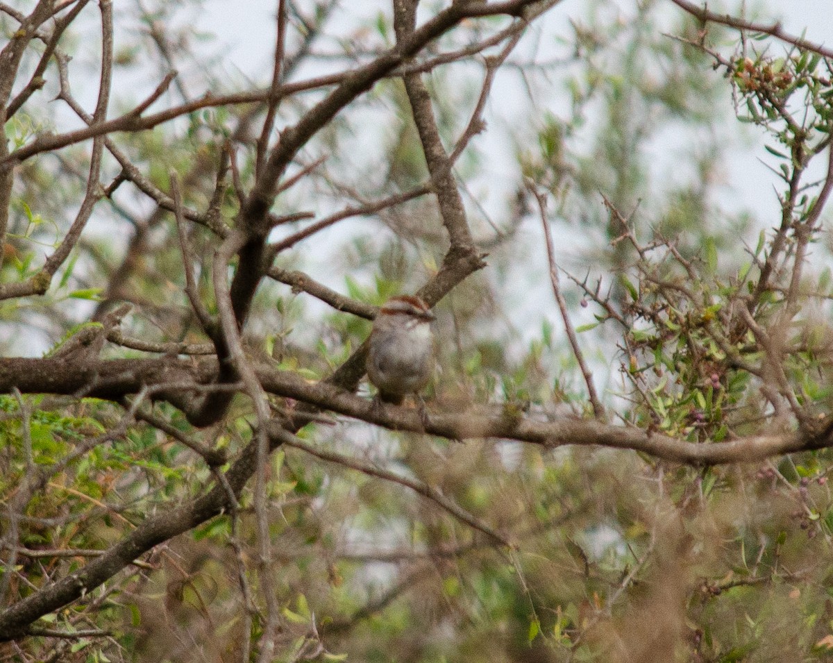 Chaco Sparrow - ML620291225