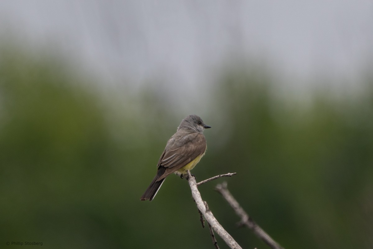 Western Kingbird - ML620291226