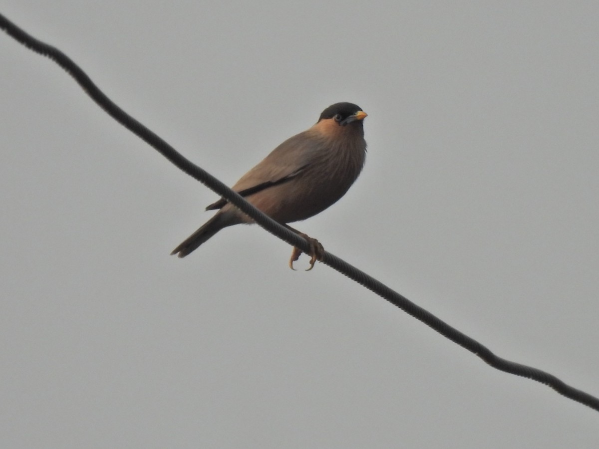 Brahminy Starling - ML620291227