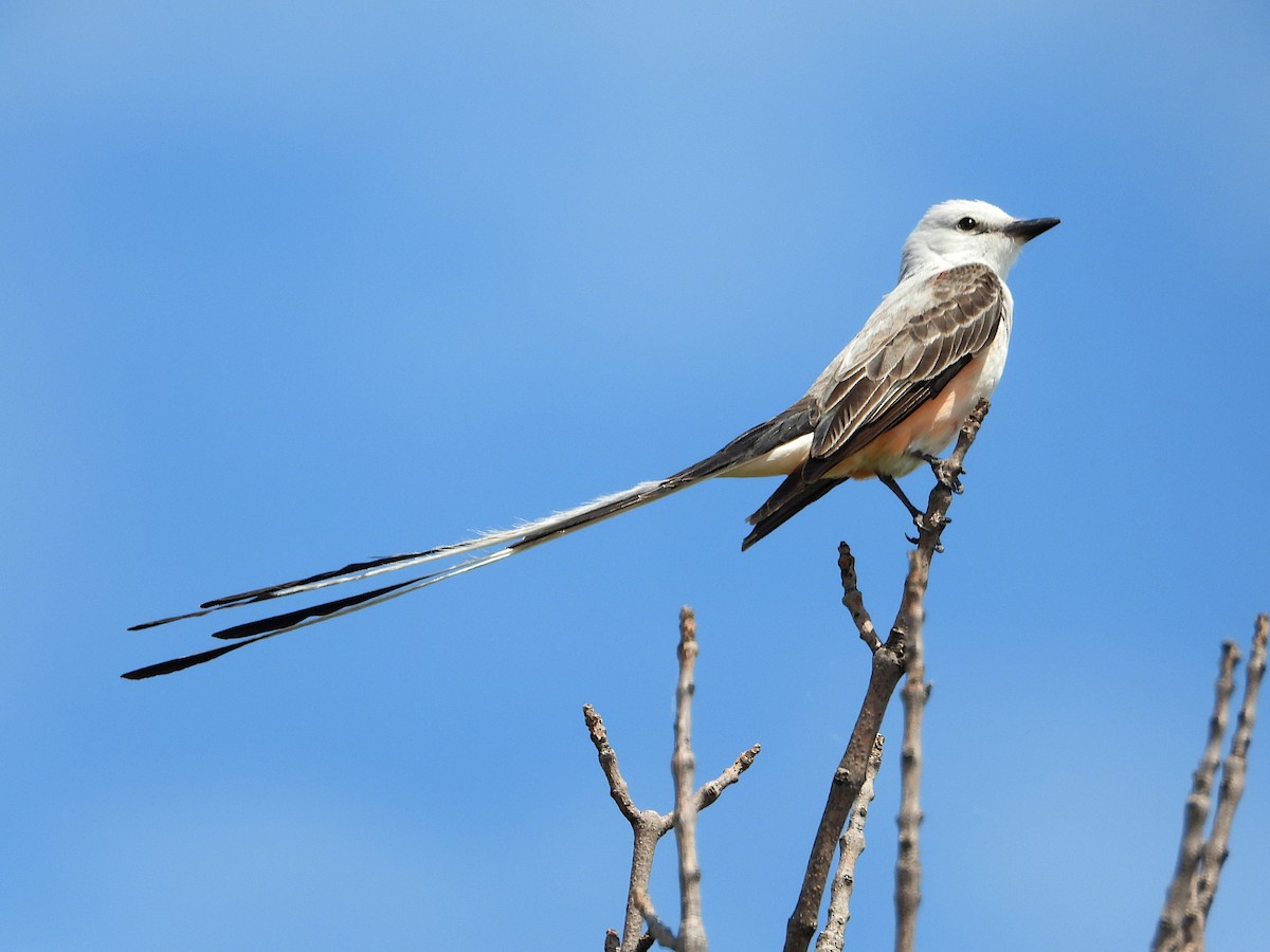 Scissor-tailed Flycatcher - ML620291228