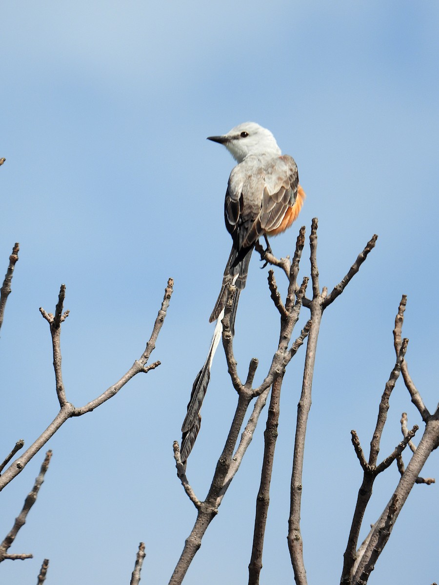 Scissor-tailed Flycatcher - ML620291230