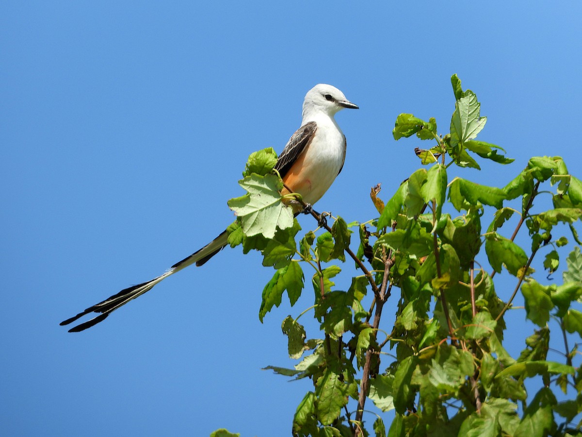 Scissor-tailed Flycatcher - ML620291231