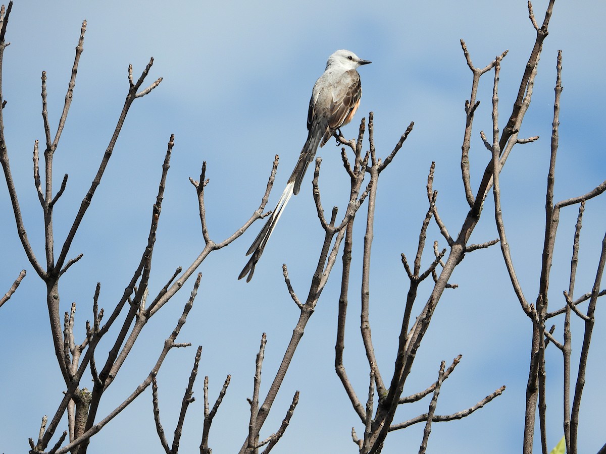 Scherenschwanz-Königstyrann - ML620291232