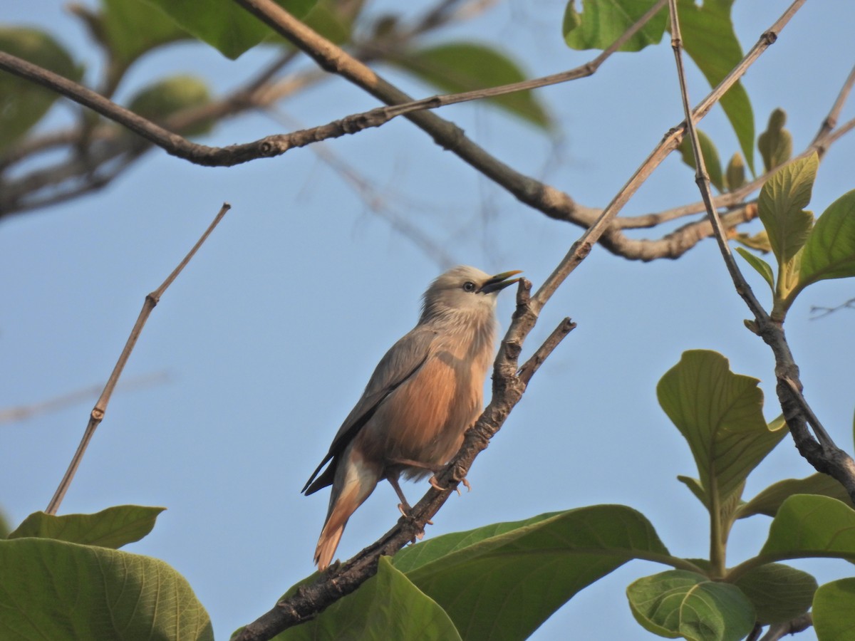 Chestnut-tailed Starling - ML620291238