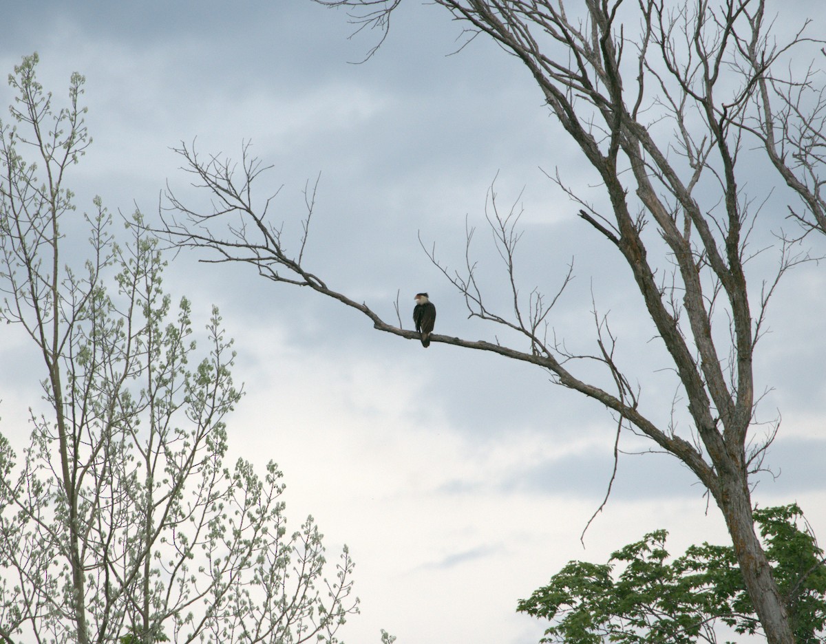 Crested Caracara - ML620291240