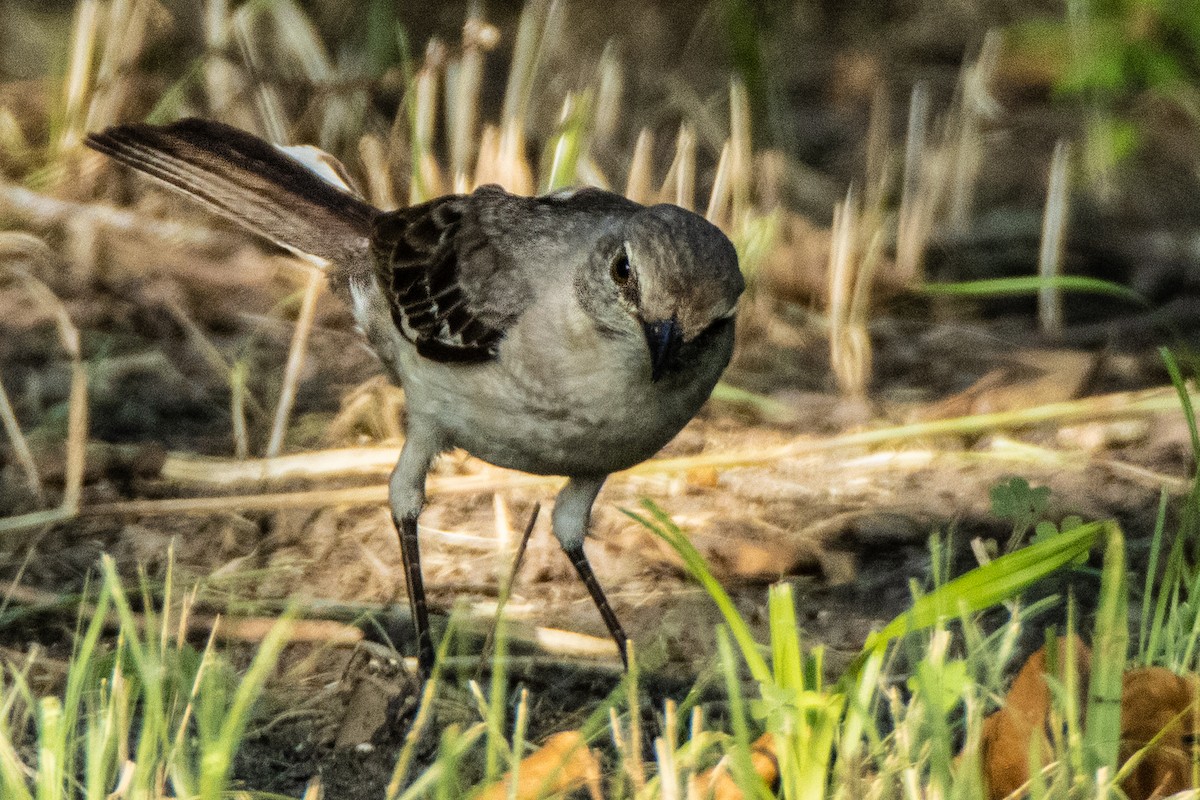 Northern Mockingbird - ML620291249