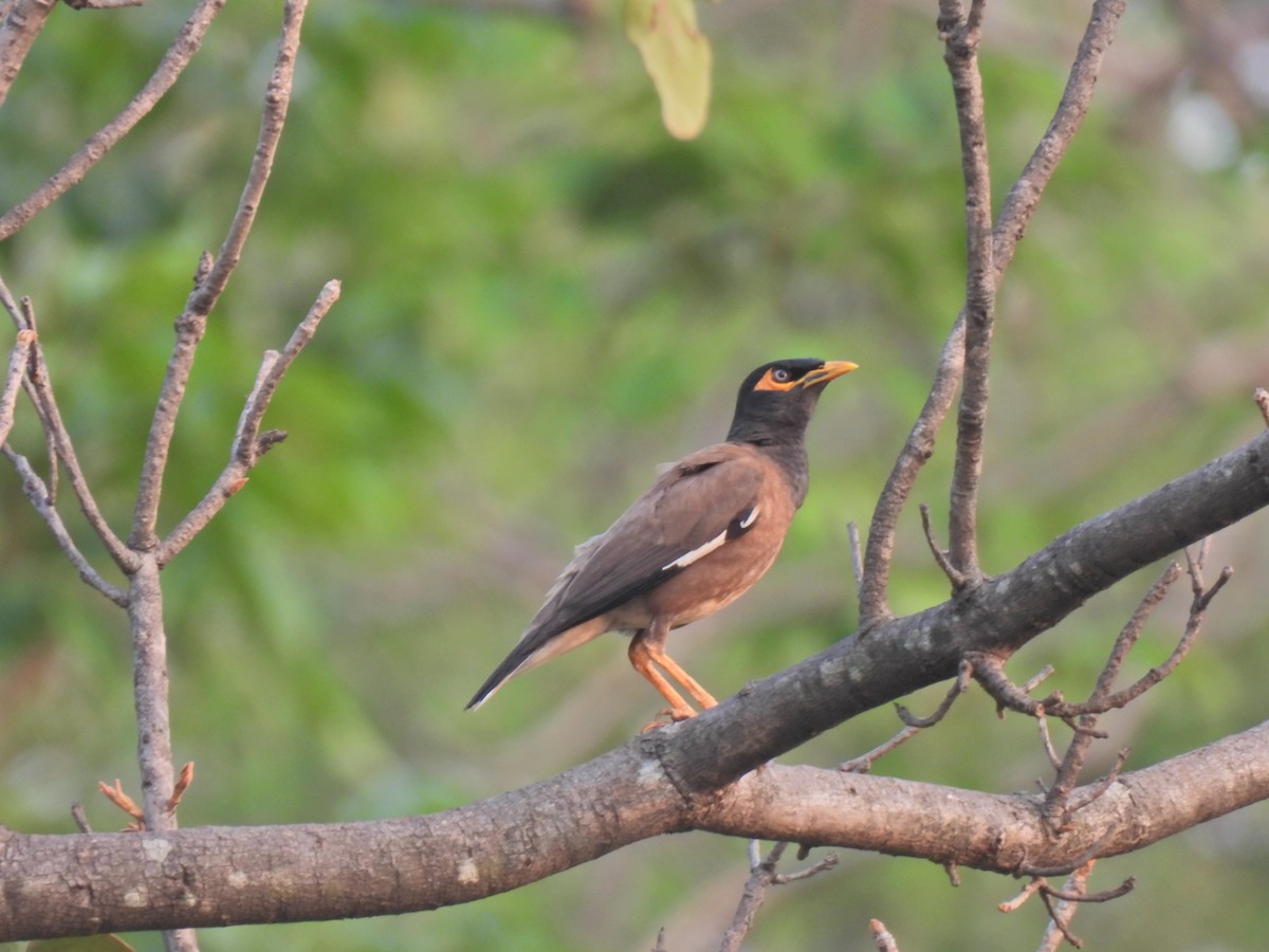 Common Myna - ML620291250