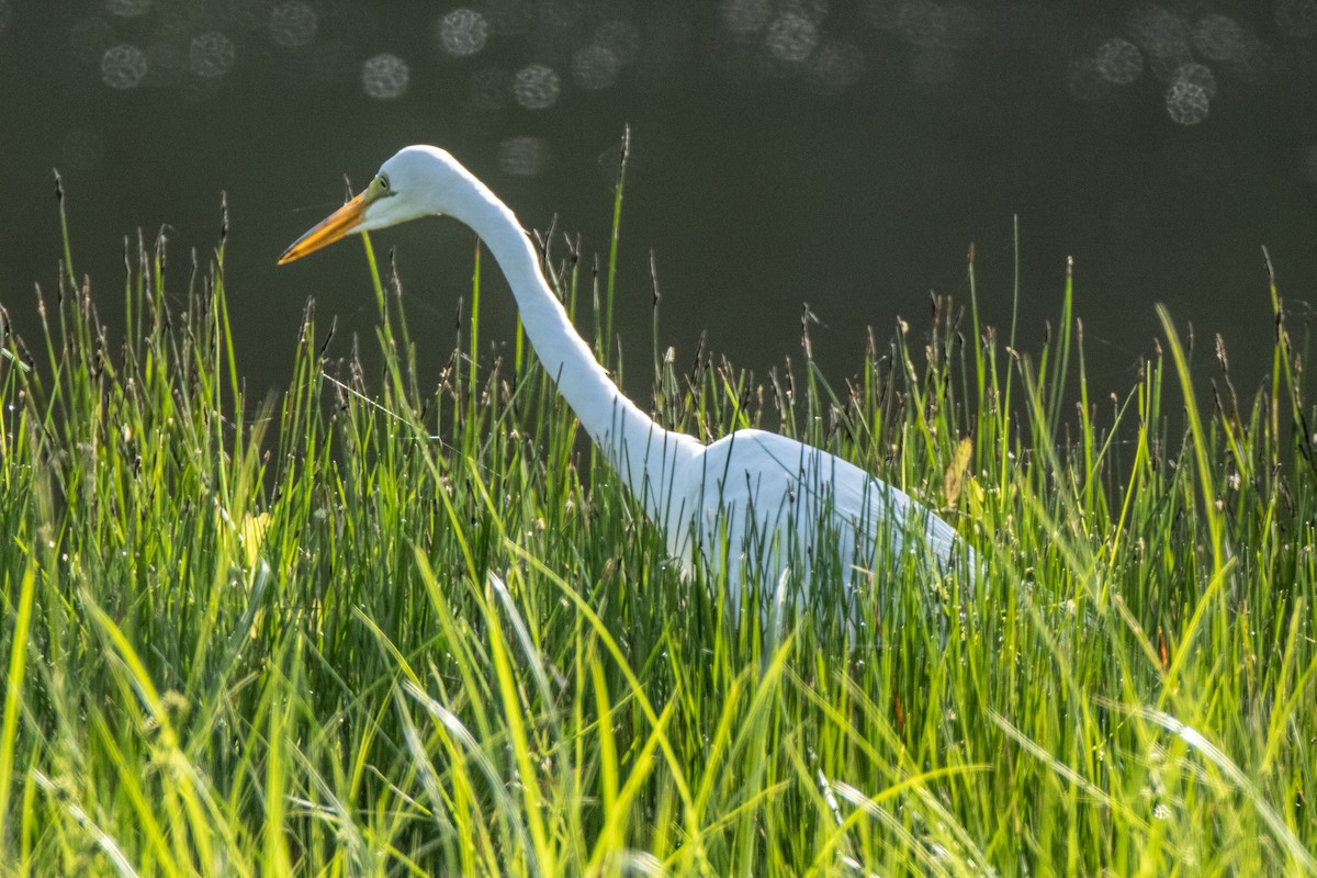 Great Egret - ML620291263