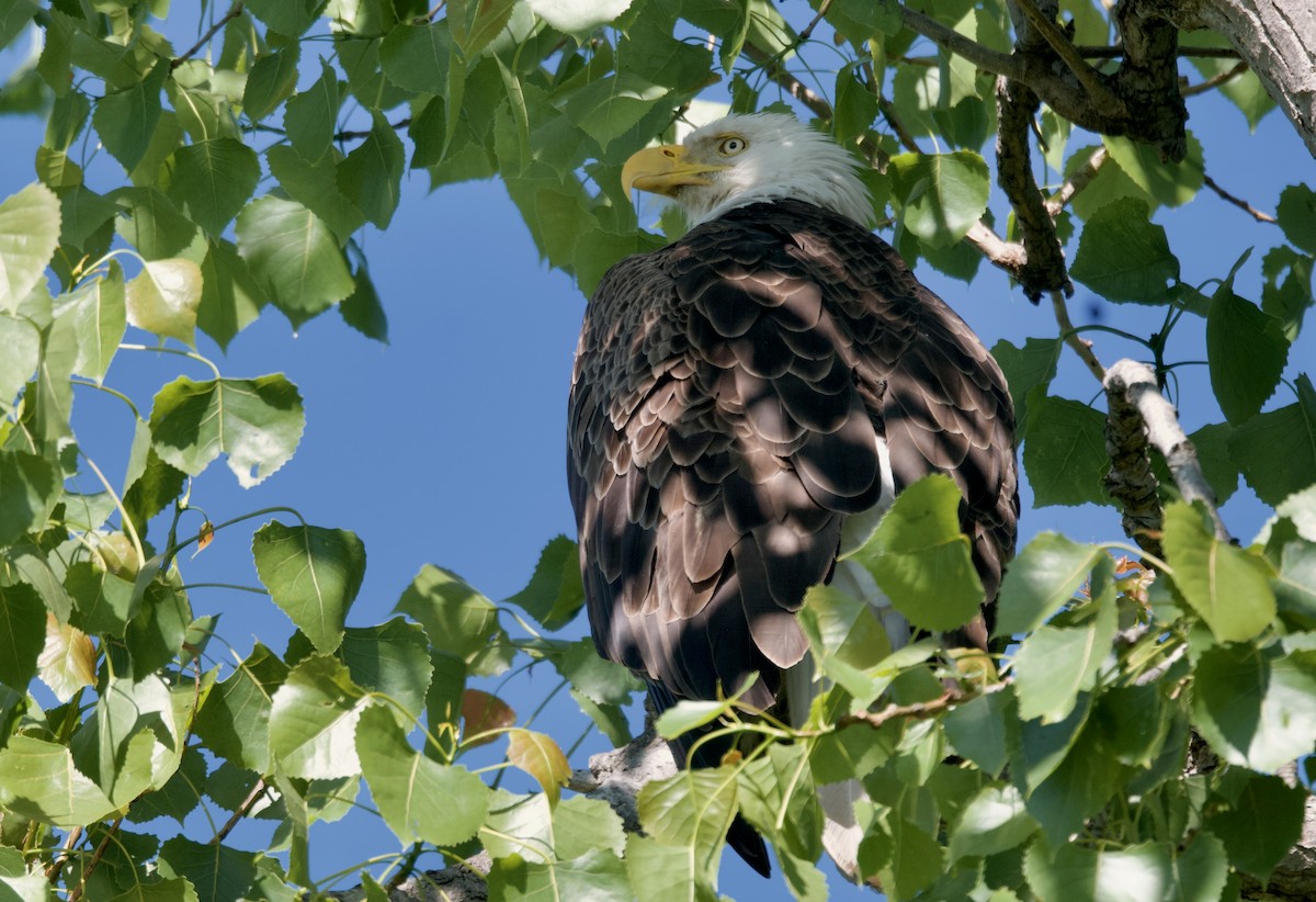 Weißkopf-Seeadler - ML620291264