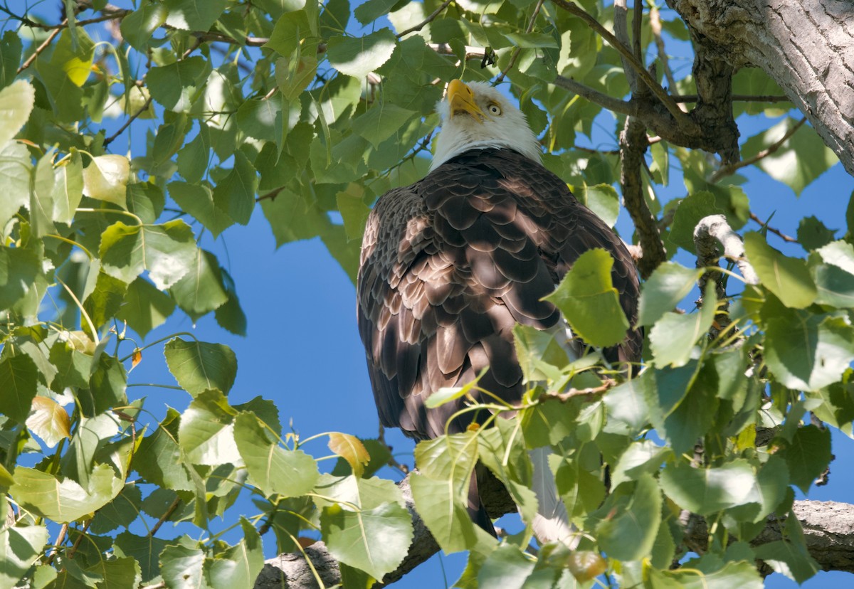 Weißkopf-Seeadler - ML620291269