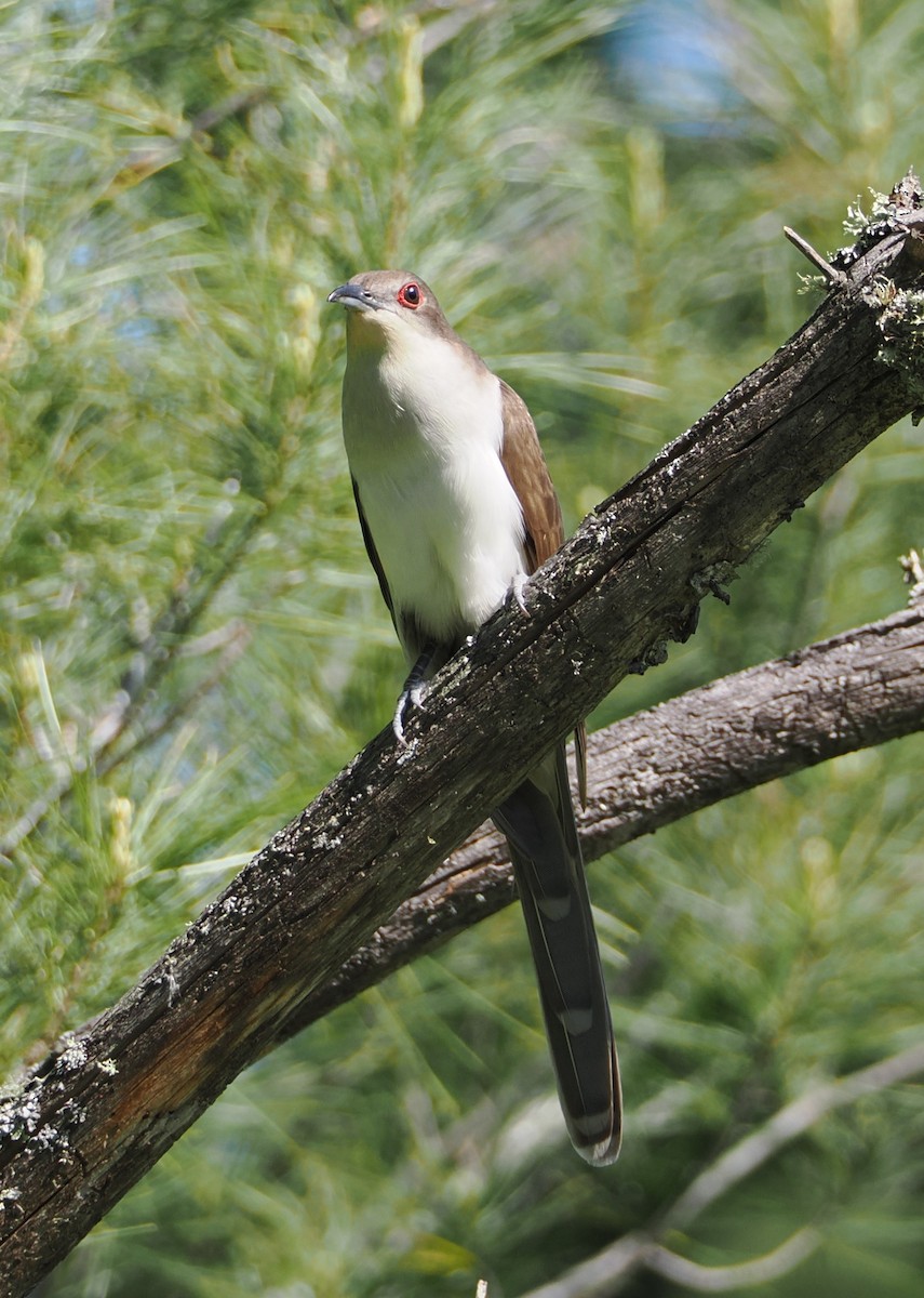 Black-billed Cuckoo - ML620291273