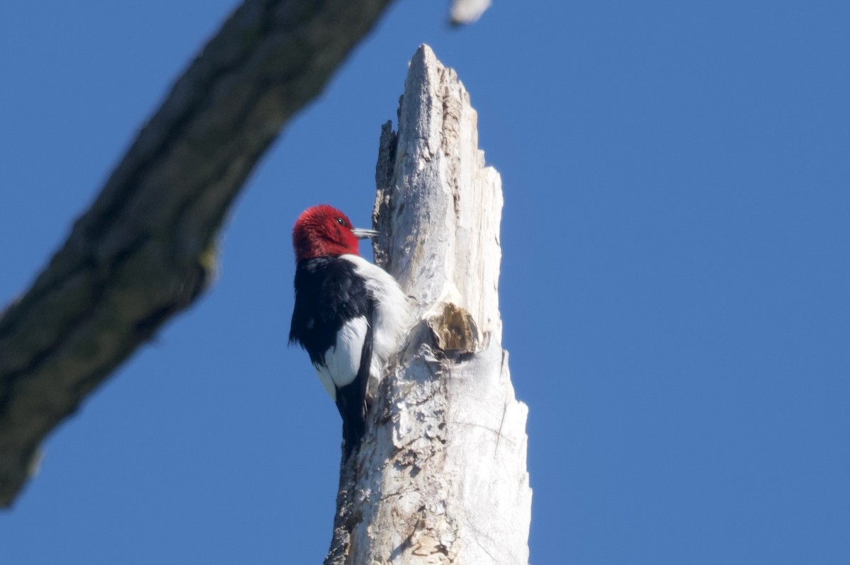 Red-headed Woodpecker - ML620291275