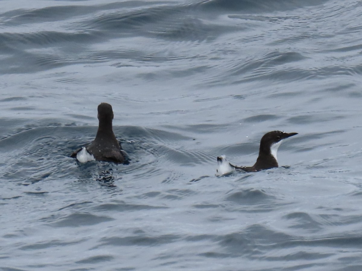 Craveri's Murrelet - ML620291280