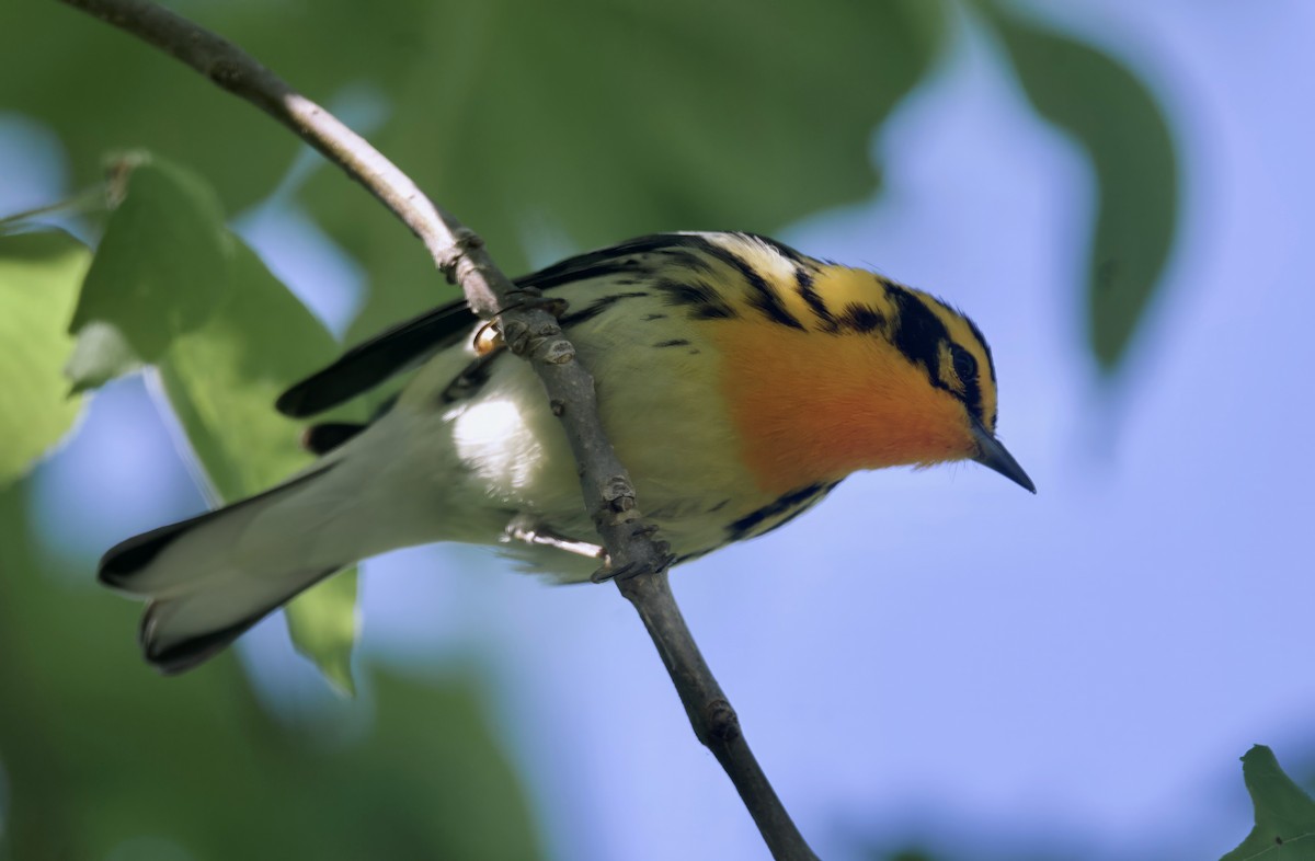 Blackburnian Warbler - ML620291283