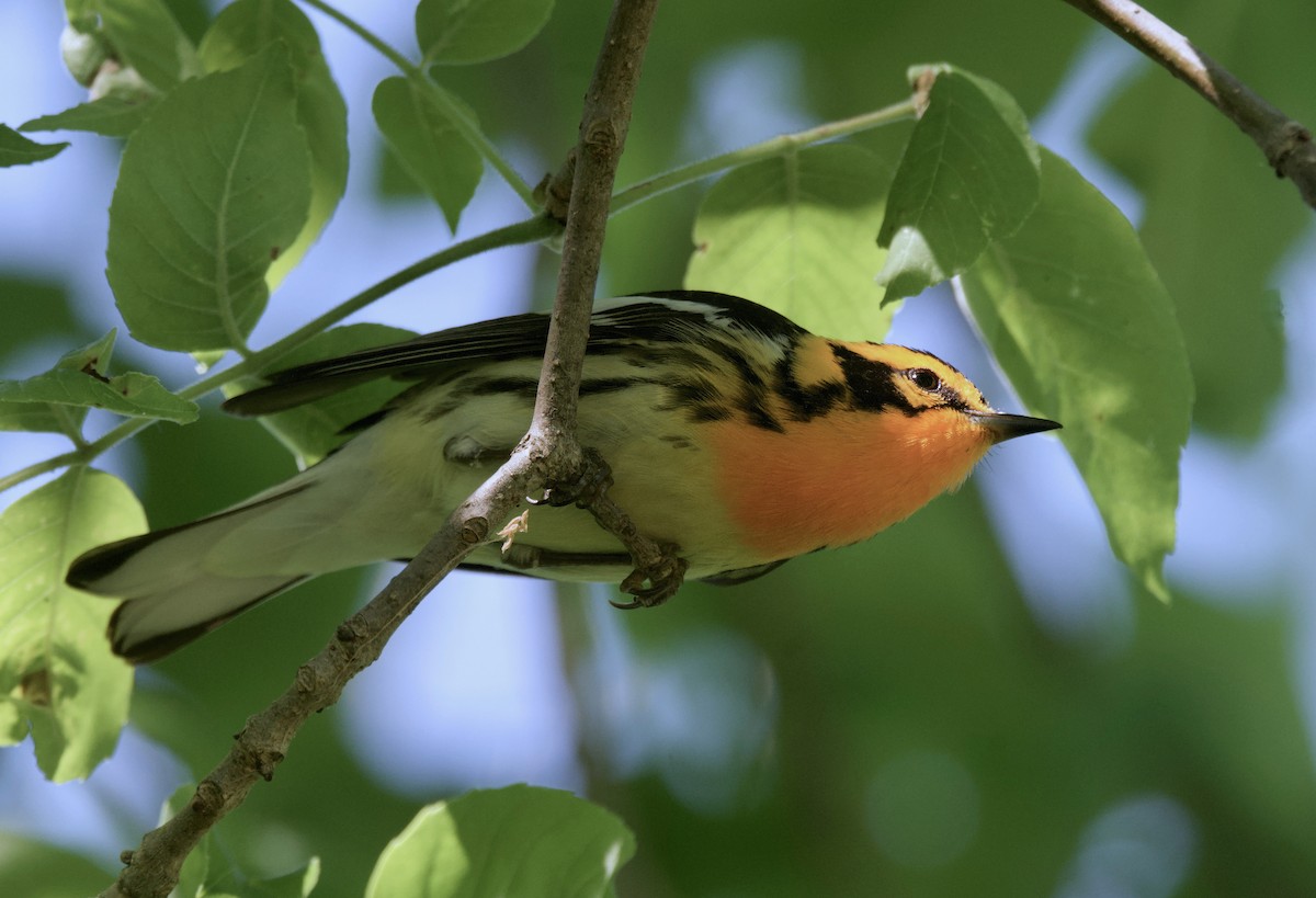 Blackburnian Warbler - ML620291286