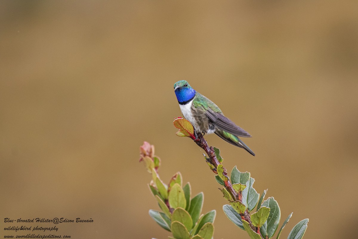 Colibrí Chivito de Arcos - ML620291292