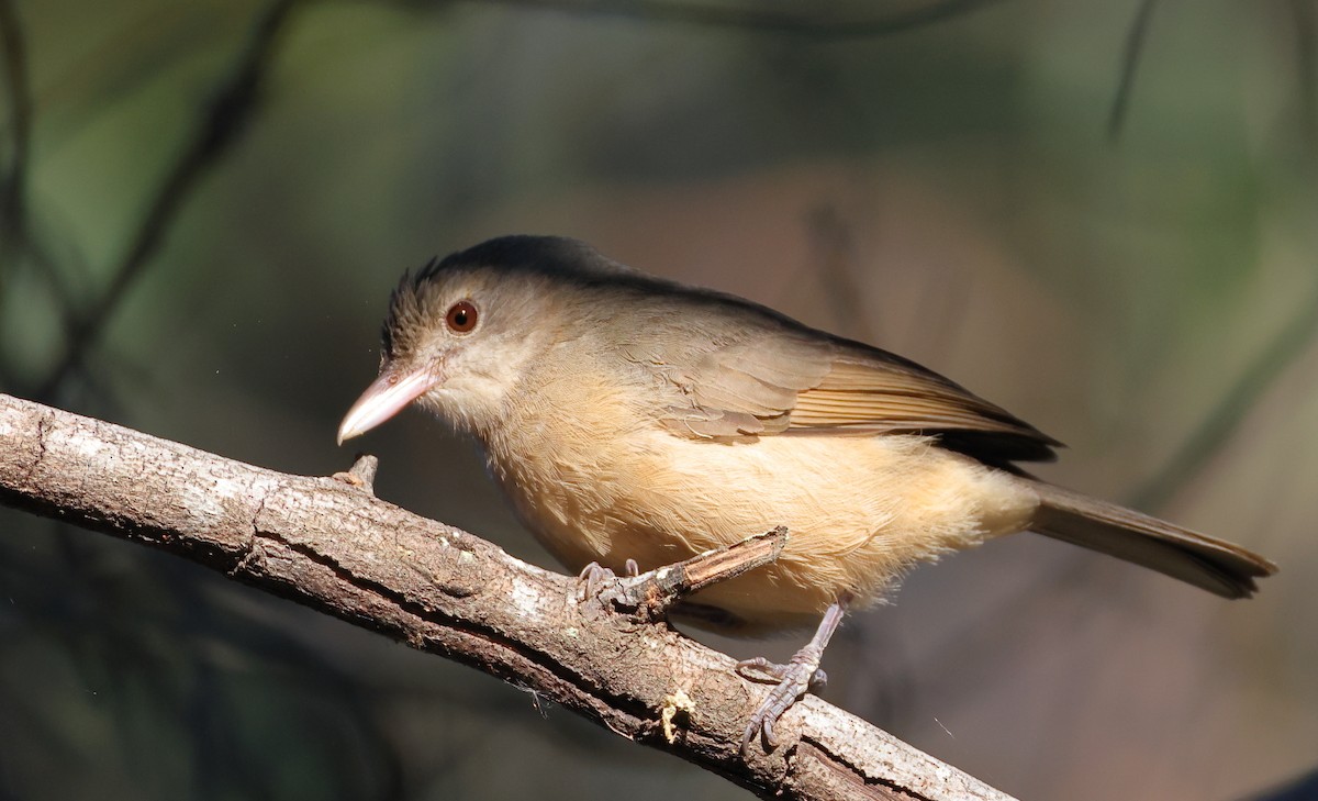 Rufous Shrikethrush - ML620291294