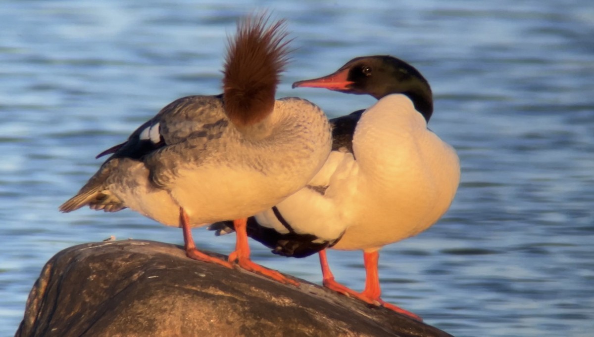 Common Merganser - ML620291297