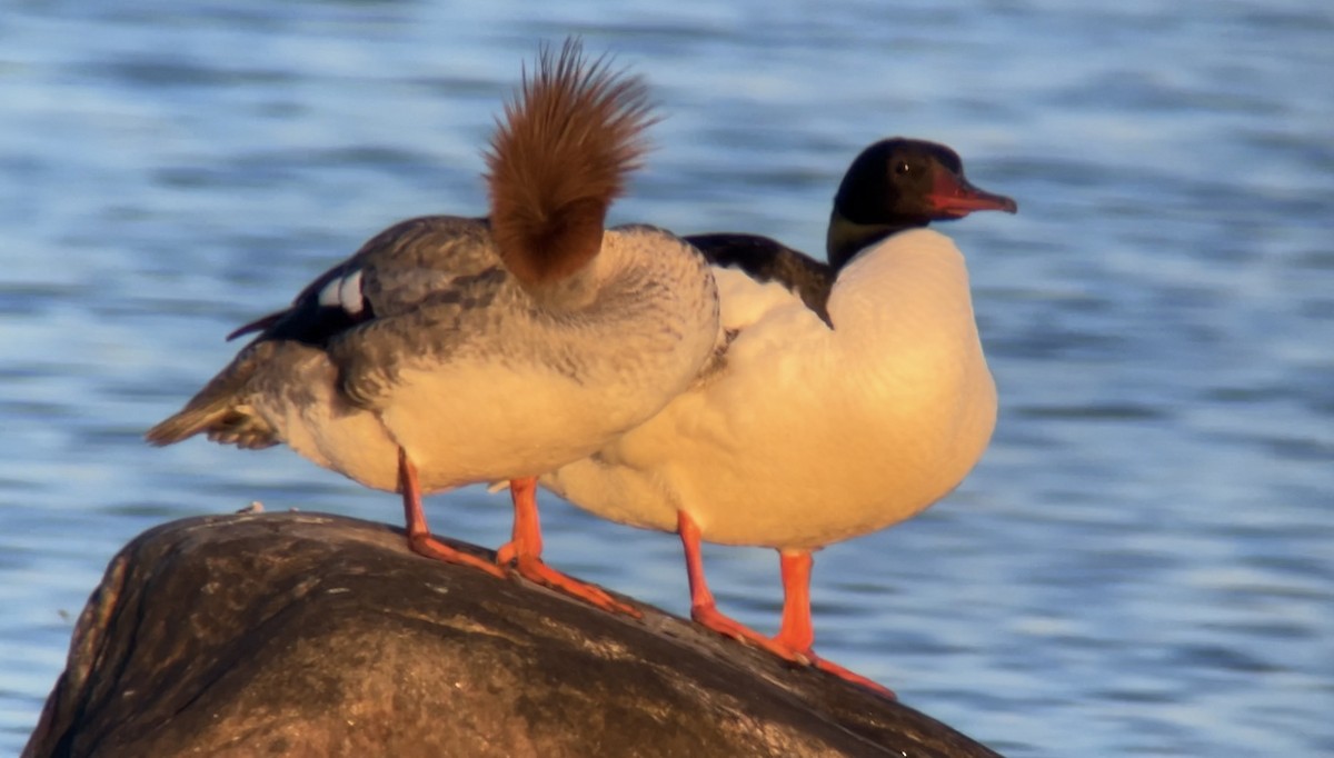 Common Merganser - ML620291299