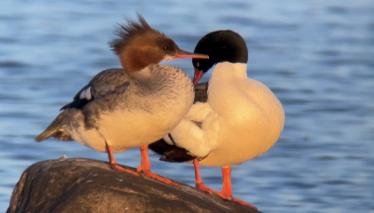 Common Merganser - ML620291300