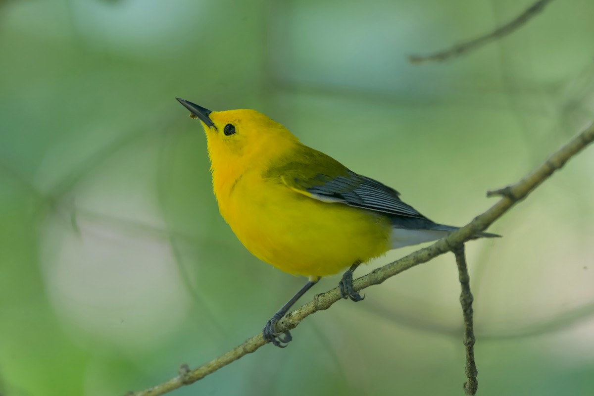 Prothonotary Warbler - ML620291301